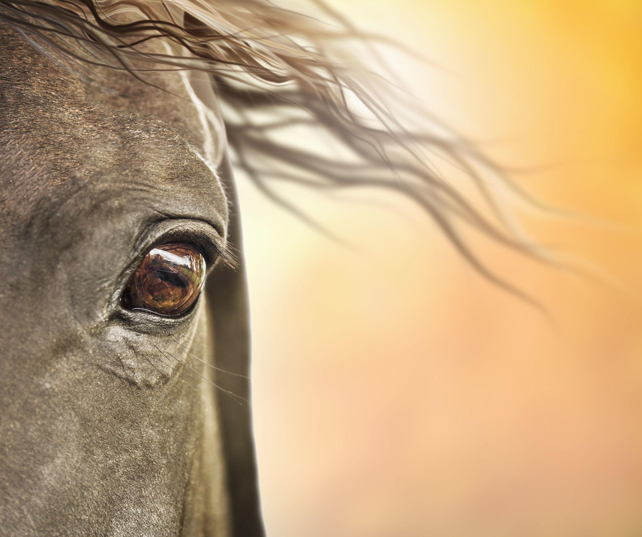Nominations Open for the 2019 Equine Industry Vision Award